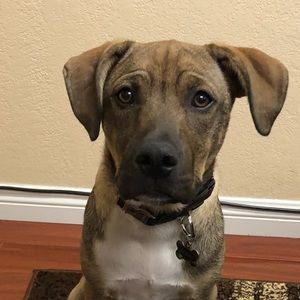 Meet your Posher, Allan